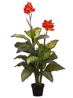 48″ Canna Plant In Pot Red