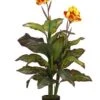 48″ Canna Plant In Pot Yellow Red