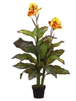 48″ Canna Plant In Pot Yellow Red