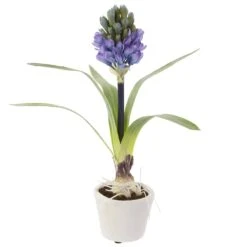 12″ Hyacinth With Bulb In Mgo Pot Blue