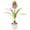 12″ Hyacinth With Bulb In Mgo Pot Pink