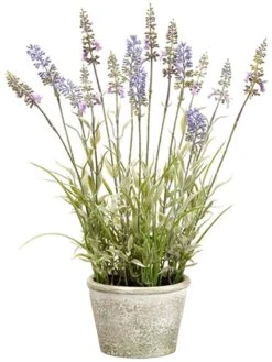15.5″ Lavender In Paper Mache Pot Lavender