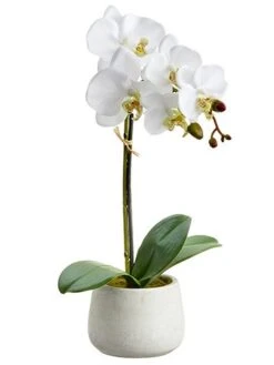 16″ Phalaenopsis Orchid Plant With 7 Flowers And 3 Buds In Cement Pot White