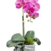 16″ Phalaenopsis Orchid Plant/Succulent In Cement Pot Orchid