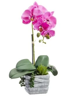 16″ Phalaenopsis Orchid Plant/Succulent In Cement Pot Orchid