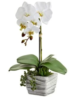 16″ Phalaenopsis Orchid Plant/Succulent In Cement Pot White