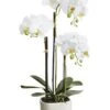 25″ Phalaenopsis Orchid Plant x3 In Terra Cotta Pot White