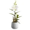 15″ Dendrobium Orchid Plant in Ceramic Pot White