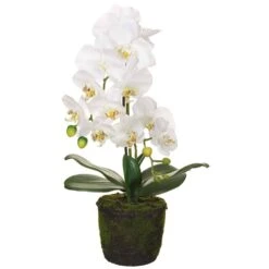 19″ Phalaenopsis Orchid Plant With Soil And Moss White