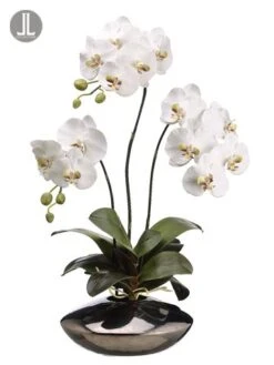 31″ Phalaenopsis Orchid Plant In Ceramic Pot White