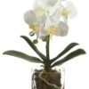 13″ Phalaenopsis Orchid Plant in Glass Vase White