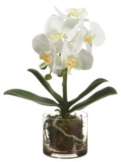 13″ Phalaenopsis Orchid Plant in Glass Vase White