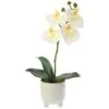 12″ Phalaenopsis Orchid Plant in Ceramic Pot White