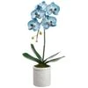 23″ Phalaenopsis Orchid Plantin Terra Cotta PotBlue Delphinium