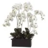 42″ Phalaenopsis Orchid Plant in Terra Cotta Pot White Green