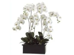 42″ Phalaenopsis Orchid Plant in Terra Cotta Pot White Green