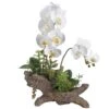 21″ Phalaenopsis Orchid/ Succulent In Cement Log White Green