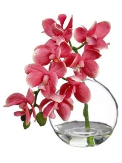 10″ Phalaenopsis Orchid In Glass Vase Pink