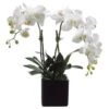 22″ Phalaenopsis Orchid Plant x2 In Ceramic Pot Cream Yellow