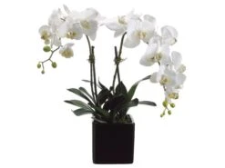 22″ Phalaenopsis Orchid Plant x2 In Ceramic Pot Cream Yellow