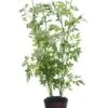 40.5″ Queen Anne’s Lace Plant With Soil White