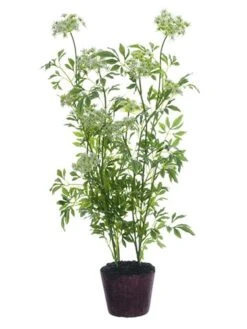 40.5″ Queen Anne’s Lace Plant With Soil White