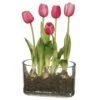 13″ Tulip In Glass Vase With Bulb Pink