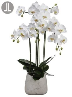 35″ Phalaenopsis Orchid Plant in Marble Look Pot White