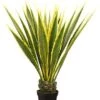 48″ Agave Americana In Pot Variegated