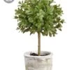 12″ Boxwood Topiary In Clay Pot Green
