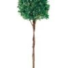 5′ Bay Leaf Topiary W/Braided Trunk In Pot 