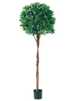 5′ Bay Leaf Topiary W/Braided Trunk In Pot 