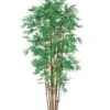 5′ Japanese Bamboo Tree X12 with 2400 Leaves In Pot Two Tone Green