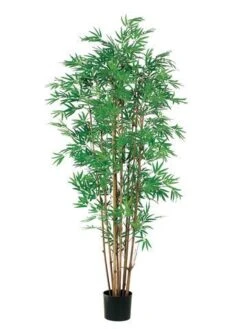 5′ Japanese Bamboo Tree X12 with 2400 Leaves In Pot Two Tone Green