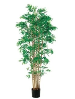 6′ Japanese Bamboo Tree X15 with 3360 Leaves In Pot Two Tone Green