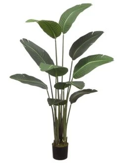 60″ Bird Of Paradise Plant With 10 Leaves In Pot Green