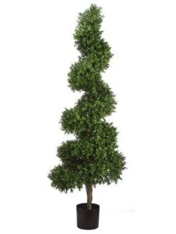 5.5′ Spiral Boxwood Topiary in Plastic Pot Two Tone Green