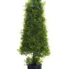 29″ Boxwood Cone Topiary In Nursery Pot Green
