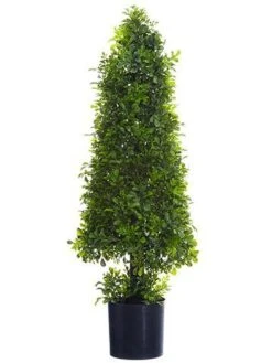 29″ Boxwood Cone Topiary In Nursery Pot Green