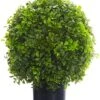 16″ Boxwood Ball Topiary In Nursery Pot Green