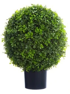 22″ Boxwood Ball Topiary In Nursery Pot Green