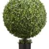 36″H X 23″D Boxwood Ball Topiary in Nursery Pot Green