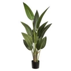 5′ Tropical Bird Of Paradise Plant In Pot Green