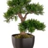 15″ Cedar Bonsai Tree With 115 Leaves In Black Container Green