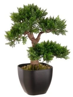 15″ Cedar Bonsai Tree With 115 Leaves In Black Container Green