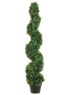 4′ Pond Boxwood Spiral Topiary In Plastic Pot Green