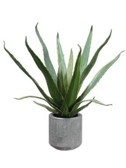 19″ Agave In Cement Pot Green