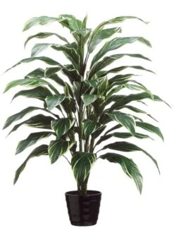 40″ Cordyline Plant X4 In Black Round Plastic Pot Green White