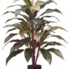 40″ Cordyline Plant X4 In Black Round Plastic Pot Red Green