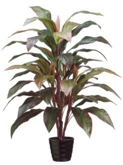 40″ Cordyline Plant X4 In Black Round Plastic Pot Red Green